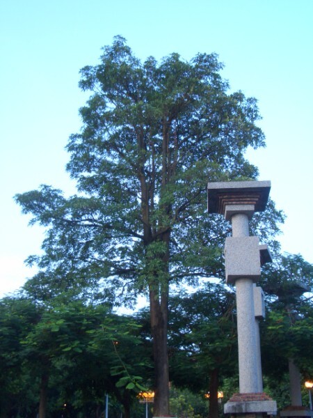 黑板樹 (Alstonia scholaris)