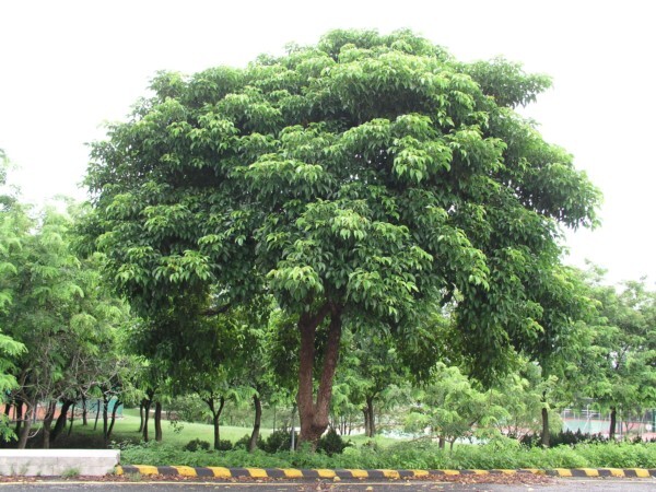 茄冬 (Bischoffia javanica)
