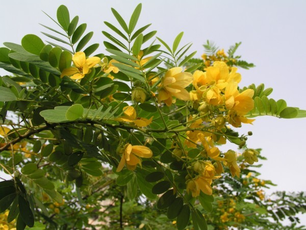 水黃皮 (Pongamia pinnata)