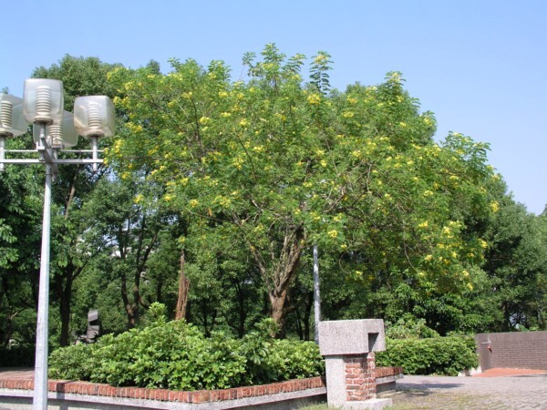 黃槐 (Cassia surattensis)