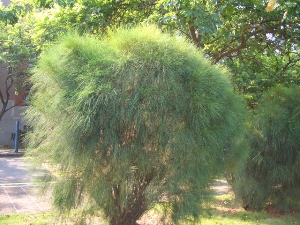 Alstonia_scholaris