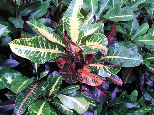 變葉木 (Codiaeum variegatum)