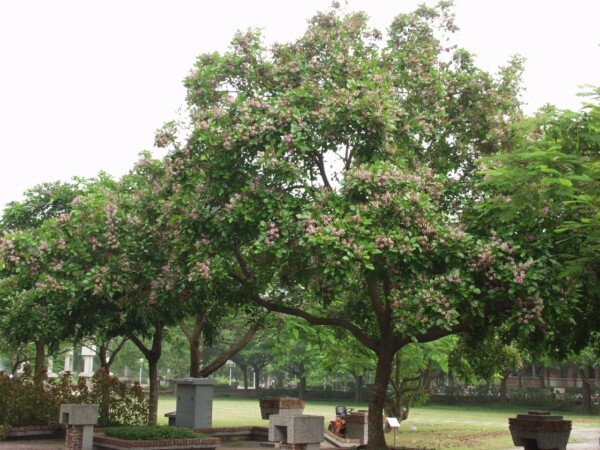 水黃皮 (Pongamia pinnata)